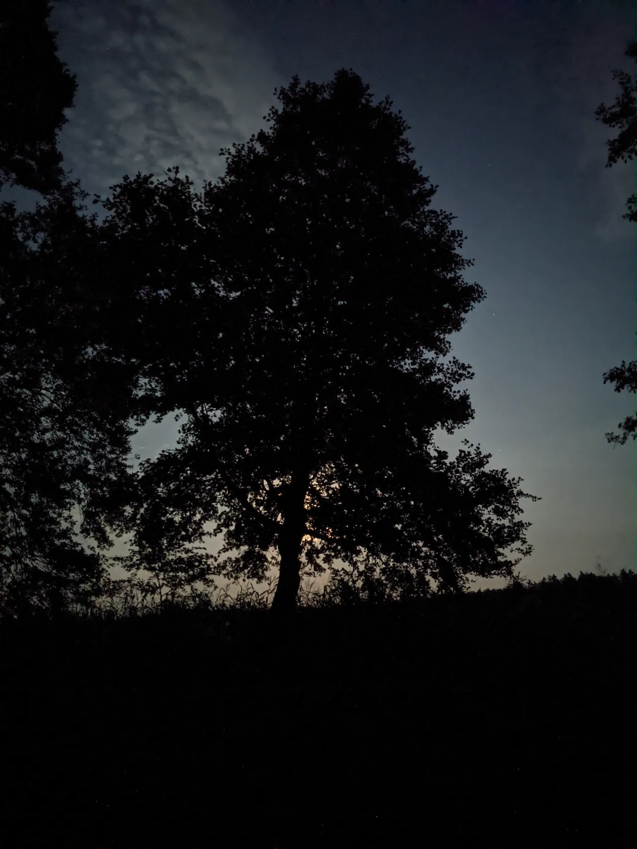 The black silhouette of a large leafy tree against a deep blue night sky with faint clouds.